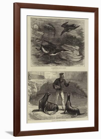 Brighton Aquarium-null-Framed Giclee Print