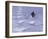 Brighton, Utah, USA-null-Framed Photographic Print