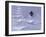 Brighton, Utah, USA-null-Framed Photographic Print