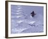 Brighton, Utah, USA-null-Framed Photographic Print