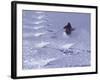 Brighton, Utah, USA-null-Framed Photographic Print