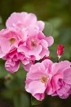 Rose, Blossoms, Bud, Medium Close-Up-Brigitte Protzel-Photographic Print