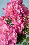 Pink Tulip with Raindrops, Blossom, Close-Up-Brigitte Protzel-Photographic Print