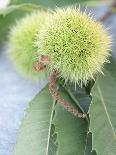 Sweet Chestnuts with Leaves-Brigitte Sporrer-Photographic Print