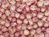 Roses-Brigitte Wegner-Photographic Print