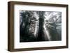 Briliant Beams of Light - Redwoods California Coast-Vincent James-Framed Photographic Print