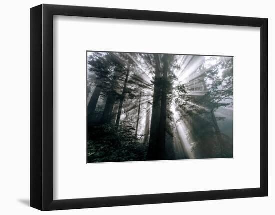 Briliant Beams of Light - Redwoods California Coast-Vincent James-Framed Photographic Print
