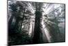 Briliant Beams of Light - Redwoods California Coast-Vincent James-Mounted Photographic Print