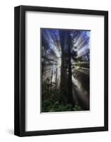 Briliant Forest Light - Redwoods California Coast-Vincent James-Framed Photographic Print