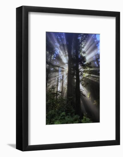Briliant Forest Light - Redwoods California Coast-Vincent James-Framed Photographic Print