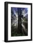 Briliant Forest Light - Redwoods California Coast-Vincent James-Framed Photographic Print