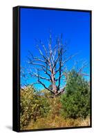 Brilliant Blue Sky with Dead Tree Silhouette Photo Poster-null-Framed Stretched Canvas