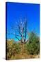 Brilliant Blue Sky with Dead Tree Silhouette Photo Poster-null-Stretched Canvas