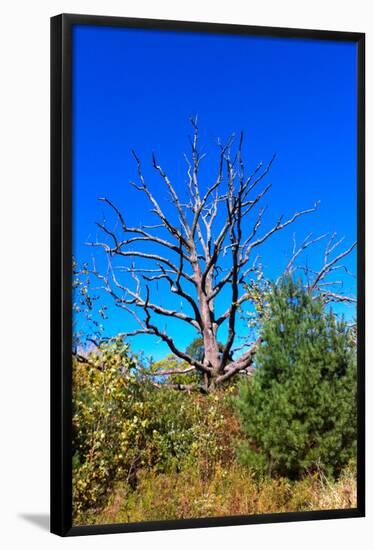 Brilliant Blue Sky with Dead Tree Silhouette Photo Poster-null-Framed Poster