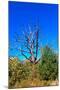 Brilliant Blue Sky with Dead Tree Silhouette Photo Poster-null-Mounted Poster