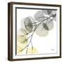 Brilliant Eucalyptus 1-Albert Koetsier-Framed Photographic Print