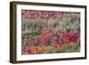 Brilliant Fall foliage near Midway and Heber Valley, Utah-Howie Garber-Framed Photographic Print