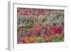 Brilliant Fall foliage near Midway and Heber Valley, Utah-Howie Garber-Framed Photographic Print