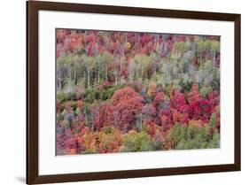 Brilliant Fall foliage near Midway and Heber Valley, Utah-Howie Garber-Framed Photographic Print