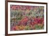 Brilliant Fall foliage near Midway and Heber Valley, Utah-Howie Garber-Framed Photographic Print