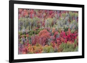 Brilliant Fall foliage near Midway and Heber Valley, Utah-Howie Garber-Framed Photographic Print