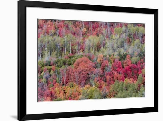 Brilliant Fall foliage near Midway and Heber Valley, Utah-Howie Garber-Framed Photographic Print