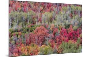 Brilliant Fall foliage near Midway and Heber Valley, Utah-Howie Garber-Mounted Photographic Print