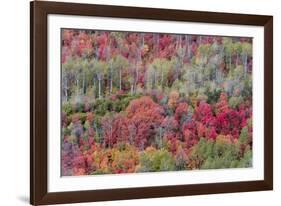 Brilliant Fall foliage near Midway and Heber Valley, Utah-Howie Garber-Framed Photographic Print