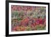 Brilliant Fall foliage near Midway and Heber Valley, Utah-Howie Garber-Framed Photographic Print