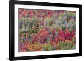 Brilliant Fall foliage near Midway and Heber Valley, Utah-Howie Garber-Framed Photographic Print