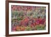 Brilliant Fall foliage near Midway and Heber Valley, Utah-Howie Garber-Framed Photographic Print