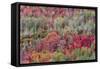 Brilliant Fall foliage near Midway and Heber Valley, Utah-Howie Garber-Framed Stretched Canvas