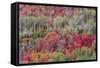 Brilliant Fall foliage near Midway and Heber Valley, Utah-Howie Garber-Framed Stretched Canvas