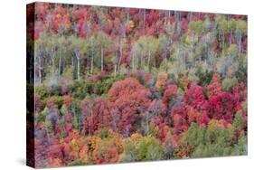 Brilliant Fall foliage near Midway and Heber Valley, Utah-Howie Garber-Stretched Canvas