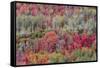 Brilliant Fall foliage near Midway and Heber Valley, Utah-Howie Garber-Framed Stretched Canvas