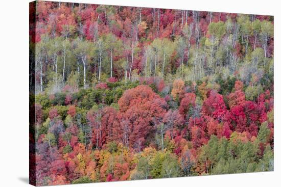 Brilliant Fall foliage near Midway and Heber Valley, Utah-Howie Garber-Stretched Canvas