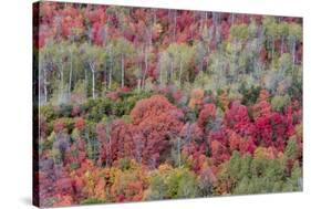 Brilliant Fall foliage near Midway and Heber Valley, Utah-Howie Garber-Stretched Canvas