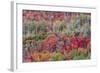 Brilliant Fall foliage near Midway and Heber Valley, Utah-Howie Garber-Framed Photographic Print