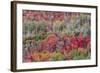 Brilliant Fall foliage near Midway and Heber Valley, Utah-Howie Garber-Framed Photographic Print