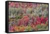 Brilliant Fall foliage near Midway and Heber Valley, Utah-Howie Garber-Framed Stretched Canvas