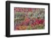 Brilliant Fall foliage near Midway and Heber Valley, Utah-Howie Garber-Framed Photographic Print