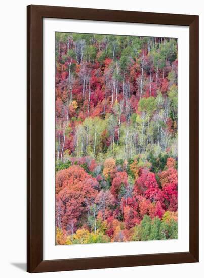 Brilliant Fall foliage near Midway and Heber Valley, Utah-Howie Garber-Framed Photographic Print