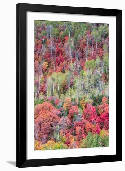 Brilliant Fall foliage near Midway and Heber Valley, Utah-Howie Garber-Framed Photographic Print