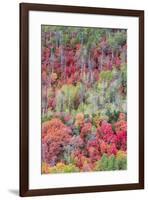 Brilliant Fall foliage near Midway and Heber Valley, Utah-Howie Garber-Framed Photographic Print