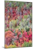 Brilliant Fall foliage near Midway and Heber Valley, Utah-Howie Garber-Mounted Photographic Print