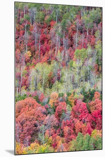 Brilliant Fall foliage near Midway and Heber Valley, Utah-Howie Garber-Mounted Photographic Print