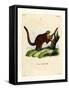 Brilliant Flying Squirrel-null-Framed Stretched Canvas