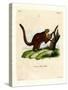 Brilliant Flying Squirrel-null-Stretched Canvas