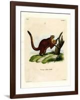 Brilliant Flying Squirrel-null-Framed Giclee Print