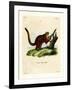 Brilliant Flying Squirrel-null-Framed Giclee Print